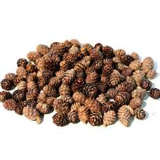 Black Spruce Cones - Small Cones