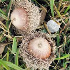 Bur Oak Acorns (Burr Oak Acorn)