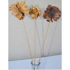 Dried Butterfly Pods - Stemmed