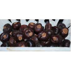 Horse Chestnuts - Large/Small Size Hourse Chest Nuts