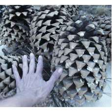 Gigantic Coulter Pine Cones