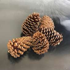 Dried Pinecones Medium Size 3-4 inch