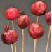 Dried Pomegranates Stemmed (Enhanced or Polished Case)