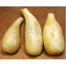 Dried Gourds - Jumbo Size