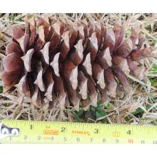 Loblolly Pine Cones - Natural Loblolly Cones