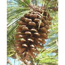 White Pine Cones - Strobus Cones