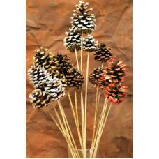 Painted, Tipped, Stemmed Pine Cones