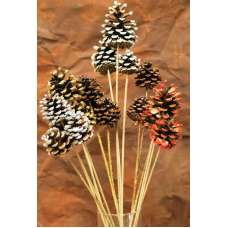 Painted, Tipped, Stemmed Pine Cones