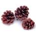 Red Pine Cones - Natural Red Cones