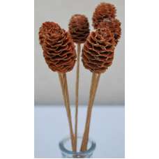 Alder Cones - Sabulosum Cone Stemmed