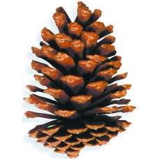 Large Slash Pine Cones - Natural