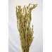 Dried African Bud Gold Painted (Limited Stock)