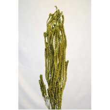 Dried African Bud Green (limited stock)