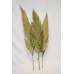 Cut Palm Frond Leaves - Natural