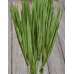 Dried Palm Leaf Bunch - Bulb Foliage