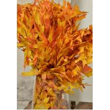 Preserved Mango Oak Leaves (1 LB dried leaves)