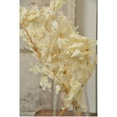 Preserved White Oak Leaves (1 LB dried leaves)