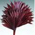 Dried Sun Palm Leaf Fans