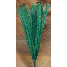 Dried Palm Leaves - Dried Palm Fronds