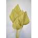 Dried Cut Spear Palm Fronds