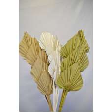 Dried Cut Spear Palm Fronds