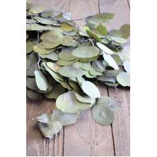 Dried Silver Dollar Eucalyptus - Kiwi Green