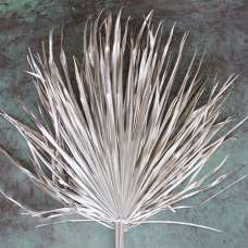 Dried Whole Palm Fronds - Painted Case