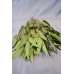 Preserved Willow Eucalyptus Bunch - Green