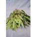 Preserved Willow Eucalyptus Bunch - Green