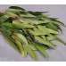 Preserved Willow Eucalyptus Bunch - Green