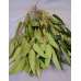 Preserved Willow Eucalyptus Bunch - Green