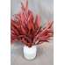 Preserved Willow Eucalyptus Bunch - Red