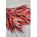 Preserved Willow Eucalyptus Bunch - Red