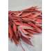 Preserved Willow Eucalyptus Bunch - Red