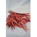 Preserved Willow Eucalyptus Bunch - Red