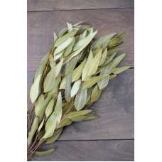 Natural Willow Eucalyptus - Light Green