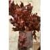 Preserved Chocolate Oak Leaves