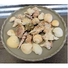 Assorted Decorative Sea Shells - 2 Bags Large