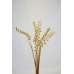 Dried Cane Springs - Gold