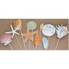 Dried Sea Life Stemmed