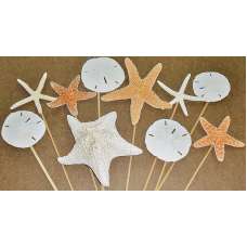 Dried Starfish and Sand Dollars Stemmed