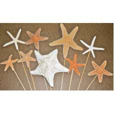 Dried Starfish Stemmed