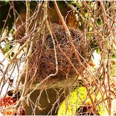 Dried Bird Nests - Natural Nest