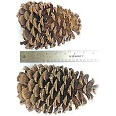 Jeffries Large Pine Cones (PineCones)