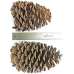 Jeffries Large Pine Cones (PineCones)