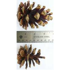 Austriaca Pine Cones