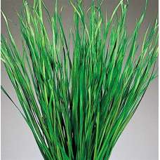 Bayou Grass - Dried Green or Natural