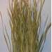 Bayou Grass - Dried Green or Natural