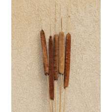 Dried Cattails Jumbo 30