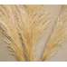 Dried Pampas Grass - Natural Pampas Grass